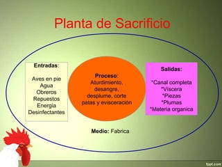 Planta de Sacrificio
Proceso:
Aturdimiento,
desangre,
desplume, corte
patas y evisceración
Entradas:
Aves en pie
Agua
Obreros
Repuestos
Energia
Desinfectantes
Salidas:
*Canal completa
*Víscera
*Piezas
*Plumas
*Materia organica
Medio: Fabrica
 