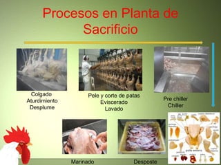 Procesos en Planta de
Sacrificio
Colgado
Aturdimiento
Desplume
Pele y corte de patas
Eviscerado
Lavado
Pre chiller
Chiller
DesposteMarinado
 