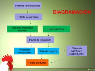 DIAGRAMACIÓN
Planta de
sacrificio y
subproductos.
Planta de Incubación
Ventas productos
Pollo de engorde
Genética importada
Abuelas
Ponedoras
comerciales
Reproductoras
Planta de Alimento
Insumos farmacéuticos
 