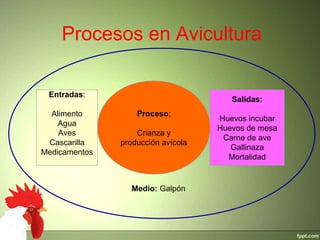 Procesos en Avicultura
Proceso:
Crianza y
producción avícola
Entradas:
Alimento
Agua
Aves
Cascarilla
Medicamentos
Salidas:
Huevos incubar
Huevos de mesa
Carne de ave
Gallinaza
Mortalidad
Medio: Galpón
 