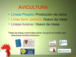 AVICULTURA
• Líneas Pesada: Producción de carne
• Línea Semi -pesada: Huevo de mesa
• Líneas livianas: Huevo de mesa.
Todas las líneas comerciales tienen una guía de manejo para
direccionar el éxito productivo.
 
