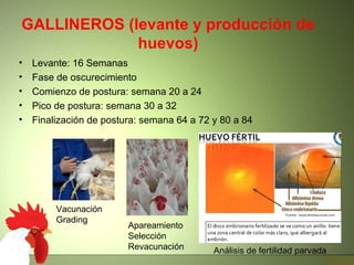 GALLINEROS (levante y producción de
huevos)
• Levante: 16 Semanas
• Fase de oscurecimiento
• Comienzo de postura: semana 20 a 24
• Pico de postura: semana 30 a 32
• Finalización de postura: semana 64 a 72 y 80 a 84
Vacunación
Grading
Apareamiento
Selección
Revacunación Análisis de fertilidad parvada
 