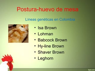 Postura-huevo de mesa
• Isa Brown
• Lohman
• Babcock Brown
• Hy-line Brown
• Shaver Brown
• Leghorn
Líneas genéticas en Colombia
 