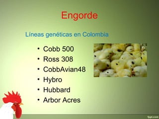 Engorde
• Cobb 500
• Ross 308
• CobbAvian48
• Hybro
• Hubbard
• Arbor Acres
Líneas genéticas en Colombia
 