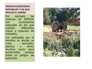 EXISTEN ECOSISTEMAS
NATURALES Y LOS QUE
REALIZA EL HOMRE
Por     ejemplo      las
sabanas en AFRICA,
son        ecosistemas
naturales en los que
habitan      diferentes
clases y especies de
animales.
Los realizados por el
hombre es donde se
crían         animales,
plantas     u     otros,
muchas veces para
presérvalos     porque
están en peligro de
extinción.
 
