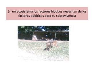 En un ecosistema los factores bióticos necesitan de los
       factores abióticos para su sobrevivencia
 