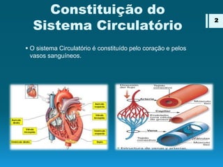 Constituição do
Sistema Circulatório
 O sistema Circulatório é constituído pelo coração e pelos
vasos sanguíneos.
2
 