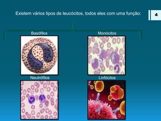 Existem vários tipos de leucócitos, todos eles com uma função:
Basófilos Monócitos
Neutrófilos Linfócitos
4
 