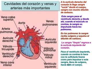 13
Cavidades del corazón y venas y
arterias más importantes
Cavidades del corazón y venas y
arterias más importantes
A la aurícula derecha delA la aurícula derecha del
corazón le llega sangrecorazón le llega sangre
“sucia” desde el cuerpo,“sucia” desde el cuerpo,
sangre con mucho dióxidosangre con mucho dióxido
de carbono.de carbono.
Esta sangre pasa alEsta sangre pasa al
ventrículo derecho y desdeventrículo derecho y desde
ahí, cuando el músculo seahí, cuando el músculo se
contrae, la sangre escontrae, la sangre es
impulsada hacia losimpulsada hacia los
pulmones.pulmones.
En los pulmones la sangreEn los pulmones la sangre
recibe oxígeno y expulsa elrecibe oxígeno y expulsa el
dióxido de carbono.dióxido de carbono.
La sangre “limpia” regresa aLa sangre “limpia” regresa a
la aurícula izquierda della aurícula izquierda del
corazón.corazón.
Pasa al ventrículo izquierdo,Pasa al ventrículo izquierdo,
cuando se contrae lo hacecuando se contrae lo hace
con la suficiente fuerzacon la suficiente fuerza
como para impulsar a estacomo para impulsar a esta
sangre, llena de oxígeno,sangre, llena de oxígeno,
hacia todo el cuerpo.hacia todo el cuerpo.
 