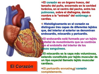 16
El CorazónEl CorazónEl CorazónEl Corazón
ElEl corazóncorazón es un órgano hueco, deles un órgano hueco, del
tamaño del puño, encerrado en la cavidadtamaño del puño, encerrado en la cavidad
torácica, en el centro del pecho, entre lostorácica, en el centro del pecho, entre los
pulmonespulmones, sobre el diafragma, dando, sobre el diafragma, dando
nombre a la "entrada" delnombre a la "entrada" del estómagoestómago oo
cardias.cardias.
Histológicamente en el corazón seHistológicamente en el corazón se
distinguen tres capas de diferentes tejidosdistinguen tres capas de diferentes tejidos
que, del interior al exterior se denominanque, del interior al exterior se denominan
endocardio, miocardio y pericardio.endocardio, miocardio y pericardio.
El endocardio está formado por un tejidoEl endocardio está formado por un tejido
epitelial de revestimiento que se continúaepitelial de revestimiento que se continúa
con el endotelio del interior de loscon el endotelio del interior de los
vasos sanguíneosvasos sanguíneos..
El miocardio es la capa más voluminosa,El miocardio es la capa más voluminosa,
estando constituido por tejido muscular deestando constituido por tejido muscular de
un tipo especial llamado tejido muscularun tipo especial llamado tejido muscular
cardíaco.cardíaco.
El pericardio envuelve alEl pericardio envuelve al corazóncorazón
completamente.completamente.
 