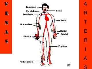 30
VV
EE
NN
AA
SS
A
R
T
E
R
I
A
30
 