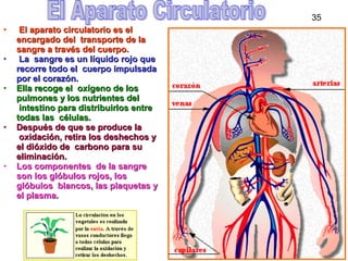 35
• El aparato circulatorio es elEl aparato circulatorio es el
encargado del transporte de laencargado del transporte de la
sangre a través del cuerpo.sangre a través del cuerpo.
• La sangre es un líquido rojo queLa sangre es un líquido rojo que
recorre todo el cuerpo impulsadarecorre todo el cuerpo impulsada
por el corazón.por el corazón.
• Ella recoge el oxígeno de losElla recoge el oxígeno de los
pulmones y los nutrientes delpulmones y los nutrientes del
intestino para distribuirlos entreintestino para distribuirlos entre
todas las células.todas las células.
• Después de que se produce laDespués de que se produce la
oxidación, retira los deshechos yoxidación, retira los deshechos y
el dióxido de carbono para suel dióxido de carbono para su
eliminación.eliminación.
• Los componentes de la sangreLos componentes de la sangre
son los glóbulos rojos, losson los glóbulos rojos, los
glóbulos blancos, las plaquetas yglóbulos blancos, las plaquetas y
el plasma.el plasma.
35
 