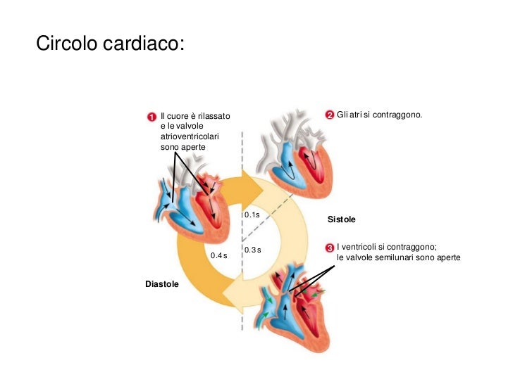 Cos è La Gittata Cardiaca