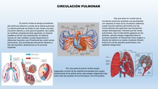 El pulmón recibe la sangre procedente
del ventrículo derecho a través de la arteria pulmonar.
La arteria pulmonar se divide en dos ramas una para
el pulmón derecho y otra para el izquierdo, las cuales
se ramifican progresivamente siguiendo un trayecto
paralelo al de las vías respiratorias. El sistema
venoso es más variable y puede disponerse en
diferentes trayectos, pero finalmente las cuatro venas
pulmonares, dos procedentes del pulmón derecho y
dos del izquierdo, desembocan en la aurícula
izquierda.
CIRCULACIÓN PULMONAR
Hay que tener en cuenta que la
circulación pulmonar presenta una peculiaridad
con respecto al resto de la circulación sistémica,
puesto que las arterias pulmonares son las
únicas arterias del organismo que transportan
sangre desoxigenada, mientras que las venas
pulmonares, tras el intercambio gaseoso en los
alvéolos, aportan sangre oxigenada hacia la
aurícula izquierda, el intercambio entre oxígeno y
dióxido de carbono se realiza mediante difusión
entre la luz de los alveolos pulmonares y los
capilares sanguíneos
Por otra parte el pulmón recibe sangre
oxigenada a través de las arterias bronquiales que surgen
directamente de la arteria aorta, esta sangre oxigenada irriga
sobre todo las paredes de los bronquios y los bronquiolos.
 