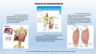 MUSCULOS RESPIRATORIOS
Los músculos respiratorios
son las estructuras que permiten que los
pulmones puedan aumentar o disminuir
su tamaño durante la respiración. Estos
músculos son el diafragma y los
músculos intercostales.
El diafragma es un músculo ubicado
en la parte inferior de la cavidad torácica,
separándola de la cavidad abdominal. La
contracción y relajación del diafragma determinan el
diámetro vertical de la caja torácica.
Los músculos intercostales se
ubican, como su nombre lo indica, entre las
costillas. Durante la respiración, la
contracción de los músculos intercostales
permite el desplazamiento de las costillas, lo
que incrementa el diámetro antero-posterior
de la caja torácica y permite la expansión de
los pulmones.
Al aumentar los diámetros antero-posterior y vertical, aumenta el volumen de la caja torácica.
 