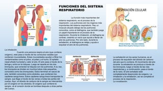 FUNCIONES DEL SISTEMA
RESPIRATORIO
La función más importantes del
sistema respiratorio, es el proceso de la
respiración. Los pulmones són los órganos más
importantes del sistema respiratorio. Hay un
músculo situado debajo de los pulmones
conocidos, como el diafragma, que también juega
un papel importante en el proceso de la
respiración. Durante la inhalación, el diafragma se
contrae, creando un vacío que ayuda a llenar de
aire los pulmones. Por otro lado, durante la
exhalación, el diafragma se relaja y ayuda a
expulsar el aire de los pulmones.
La inhalación.
Cuando una persona respira el aire (que contiene
oxígeno), este pasa a través de los conductos nasales que
contienen mucosidades. Estas mucosidades ayudan a filtrar los
contaminantes como el polvo, el polen y el humo. El epitelio
nasal añade humedad y calor al aire. El aire pasa a través de la
laringe y entra en la tráquea. Luego se reparte en los dos
bronquios, que conectan la tráquea con los pulmones. A su vez,
los bronquios se dividen en muchos tubos más pequeños,
conocidos como los bronquiolos. Estos terminan en sacos de
aire, también conocidos como alvéolos, que contienen los
capilares sanguíneos. Estos capilares sanguíneos transportan la
sangre, que llega a través de las venas a todas las partes del
cuerpo. Aquí, el dióxido de carbono de la sangre se intercambia
por el oxígeno en los alvéolos. El oxígeno que contiene la
sangre, vá al corazón donde se bombea después a otras partes
del cuerpo.
La exhalación en los seres humanos, es el
proceso de expulsión del dióxido de carbono
del aire que lo contiene. El movimiento del aire
durante la exhalación se produce a través de
los bronquios, luego a través de las vías
respiratorias y, a continuación, pasa a través
de la nariz. El aire exhalado está
completamente desprovisto de oxígeno. La
inhalación y la exhalación, así se completa el
proceso de la respiración.
La vocalización.
 