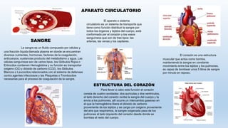 El aparato o sistema
circulatorio es un sistema de transporte que
tiene como función distribuir la sangre por
todos los órganos y tejidos del cuerpo, está
conformado por el corazón y los vasos
sanguíneos que son de tres tipos: las
arterias, las venas y los capilares.
La sangre es un fluido compuesto por células y
una fracción líquida llamada plasma en donde se encuentran
diversos nutrientes, hormonas, factores de la coagulación,
anticuerpos, sustancias producto del metabolismo y agua. Las
células sanguíneas son de varios tipos, los Glóbulos Rojos o
Eritrocitos contienen Hemoglobina y su función es transportar
oxigeno (O2) y dióxido de carbono (CO2), los Glóbulos
Blancos o Leucocitos relacionados con el sistema de defensas
contra agentes infecciosos y las Plaquetas o Trombocitos
necesarias para el proceso de coagulación de la sangre.
El corazón es una estructura
muscular que actúa como bomba,
manteniendo la sangre en constante
movimiento entre los tejidos y los pulmones,
es capaz de bombear unos 5 litros de sangre
por minuto en reposo.
Para llevar a cabo esta función el corazón
consta de cuatro cavidades: dos aurículas y dos ventrículos,
el lado derecho del corazón recibe la sangre del cuerpo y la
envía a los pulmones, allí ocurre un intercambio gaseoso en
el que la hemoglobina libera el dióxido de carbono
proveniente de los tejidos y se carga con oxigeno proveniente
del aire que respiramos, la sangre oxigenada pasa de los
pulmones al lado izquierdo del corazón desde donde se
bombea al resto del cuerpo.
APARATO CIRCULATORIO
SANGRE CORAZÓN
ESTRUCTURA DEL CORAZÓN
 