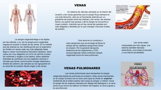 Un sistema de válvulas ubicadas en el interior del
corazón y las venas garantiza que la sangre fluya siempre en
una sola dirección, esto se ve favorecido además por un
gradiente de presión entre las arterias y las venas, las arterias
tienen una pared más gruesa y allí la sangre se encuentra a
mayor presión, mientras que en las venas las paredes son
más delgadas y flexibles por lo que manejan menores niveles
de presión.
La sangre oxigenada llega a los tejidos
por las arterias, a su vez la sangre poco oxigenada
regresa al corazón a través de las venas. En la medida
que las arterias se van distribuyendo por el organismo
se dividen en ramas cada vez más delgadas hasta
llegar a vasos microscópicos llamados capilares, estos
vasos son muy delgados con el fin de permitir el paso
de nutrientes y oxigeno a los tejidos, estos capilares
arteriales se continúan con los capilares venosos ó
vénulas que tienen como función recoger desechos y
dióxido de carbono, las vénulas se van agrupando en
su recorrido al corazón dando origen a las venas.
Una vena es un conducto o
vaso sanguíneo que se encarga de llevar la
sangre de los capilares sanguíneos hacia
el corazón. Por lo general transporta
desechos de los organismos y CO2,
aunque algunas venas conducen sangre
oxigenada (como la vena pulmonar).
Las venas están
compuestas por tres capas: una
externa (también llamada
adventicia), una media (muscular)
y una interna (endotelial).
Las venas pulmonares (que transportan la sangre
oxigenada desde los pulmones al corazón), otras venas importantes
en el cuerpo humano son la vena cava (que se divide en superior -
recibiendo de la mitad superior del cuerpo la sangre- e inferior -toma
la sangre de los órganos ubicados por debajo del diafragma-), la vena
porta (cuyo tronco se halla en el interior del hígado), la vena yugular y
la vena femoral.
VENAS
VENAS PULMONARES
 