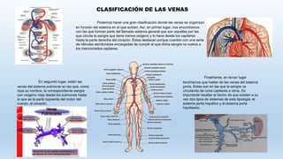 Podemos hacer una gran clasificación donde las venas se organizan
en función del sistema en el que actúen. Así, en primer lugar, nos encontramos
con las que forman parte del llamado sistema general que son aquellas por las
que circula la sangre que tiene menos oxígeno y lo hace desde los capilares
hasta la parte derecha del corazón. Éstas destacan porque cuentan con una serie
de válvulas semilunares encargadas de cumplir el que dicha sangre no vuelva a
los mencionados capilares.
CLASIFICACIÓN DE LAS VENAS
En segundo lugar, están las
venas del sistema pulmonar en las que, como
reza su nombre, la correspondiente sangre
con oxígeno viaja desde los pulmones hasta
lo que es la parte izquierda del motor del
cuerpo, el corazón.
Finalmente, en tercer lugar
tendríamos que hablar de las venas del sistema
porta. Estas son en las que la sangre va
circulando de unos capilares a otros. Es
importante resaltar el hecho de que existen a su
vez dos tipos de sistemas de esta tipología: el
sistema porta hepático y el sistema porta
hipofisario.
 