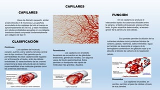 CAPILARES
Vasos de diámetro pequeño, similar
al del eritrocito (7-8 micrones). La superficie
acumulada de los capilares de todo el cuerpo es
aproximadamente de 700 m2. y están revestidos
por células endoteliales apoyadas en una delgada
membrana basal compuesta fundamentalmente
por colágeno de tipo IV.
En los capilares se produce el
intercambio rápido de sustancias difusibles entre
la sangre y el tejido extravascular, gracias al flujo
lento, la gran superficie determinada y el escaso
grosor de la pared (una sola célula).
FUNCIÓN
Sus paredes permiten la difusión de los
nutrientes celulares como proteínas hidratos de
carbono, grasas, vitaminas, sales minerales y agua
así también se desprende el oxígeno de la
hemoglobina contenida en los glóbulos rojos y se
absorbe el dióxido de carbono de la respiración
celular.
CLASIFICACIÓN
Continuos
Los capilares del músculo,
corazón, pulmón, piel y sistema nervioso central
son de tipo continuo. Esto permite que la
permeabilidad de estos capilares esté regulada
por el transporte a través y entre las células
endoteliales. El estrechamiento de las uniones
proporciona la base estructural para la relativa
impermeabilidad a las moléculas grandes como
las proteínas plasmáticas.
Fenestrados
Los capilares con endotelio
fenestrado se encuentran en las glándulas
endócrinas, glomérulos renales, y en algunos
vasos del tracto gastrointestinal. Estos
permiten un transporte más rápido de
moléculas más grandes y líquidos.
Sinusoides
Los capilares sinusoides, en
cambio, permiten el paso de células a través
de sus paredes.
CAPILARES
 