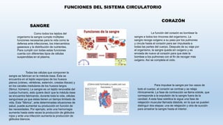Como todos los tejidos del
organismo la sangre cumple múltiples
funciones necesarias para la vida como la
defensa ante infecciones, los intercambios
gaseosos y la distribución de nutrientes.
Para cumplir con todas estas funciones
cuenta con diferentes tipos de células
suspendidas en el plasma.
Todas las células que componen la
sangre se fabrican en la médula ósea. Ésta se
encuentra en el tejido esponjoso de los huesos
planos (cráneo, vértebras, esternón, crestas ilíacas) y
en los canales medulares de los huesos largos
(fémur, húmero). La sangre es un tejido renovable del
cuerpo humano, esto quiere decir que la médula ósea
se encuentra fabricando, durante toda la vida, células
sanguíneas ya que éstas tienen un tiempo limitado de
vida. Esta “fábrica”, ante determinadas situaciones de
salud, puede aumentar su producción en función de
las necesidades. Por ejemplo, ante una hemorragia
aumenta hasta siete veces la producción de glóbulos
rojos y ante una infección aumenta la producción de
glóbulos blancos.
FUNCIONES DEL SISTEMA CIRCULATORIO
SANGRE
CORAZÓN
La función del corazón es bombear la
sangre a todos los rincones del organismo. La
sangre recoge oxígeno a su paso por los pulmones
y circula hasta el corazón para ser impulsada a
todas las partes del cuerpo. Después de su viaje por
el organismo, la sangre queda sin oxígeno y es
enviada de nuevo al corazón para que éste la
bombee a los pulmones con el fin de recoger más
oxígeno. Así se completa el ciclo.
Para impulsar la sangre por los vasos de
todo el cuerpo, el corazón se contrae y se relaja
rítmicamente. La fase de contracción se llama sístole, que
corresponde a la expulsión de la sangre fuera de la
cavidad. A esta fase sistólica le sigue una fase de
relajación muscular llamada diástole, en la que se pueden
distinguir dos etapas: una de relajación y otra de succión
para arrastrar la sangre hasta el interior.
 