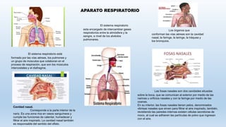 APARATO RESPIRATORIO
El sistema respiratorio
esta encargado de intercambiar gases
respiratorios entre la atmósfera y la
sangre, a nivel de los alvéolos
pulmonares.
El sistema respiratorio está
formado por las vías aéreas, los pulmones y
un grupo de músculos que colaboran en el
proceso de respiración, que son los músculos
intercostales y el diafragma.
Los órganos que
conforman las vías aéreas son la cavidad
nasal, la faringe, la laringe, la tráquea y
los bronquios.
Cavidad nasal.
Corresponde a la parte interior de la
nariz. Es una zona rica en vasos sanguíneos y
cumple las funciones de calentar, humedecer y
filtrar el aire inspirado. La cavidad nasal también
es responsable del sentido del olfato.
Las fosas nasales son dos cavidades situadas
sobre la boca, que se comunican al exterior por medio de las
narinas u orificios nasales y con la faringe por medio de las
coanas,
En su interior, las fosas nasales tienen pelos, denominados
vibrisas nasales que sirven para filtrar el aire inspirado, también,
revistiendo las paredes internas existen células secretoras de
moco, al cual se adhieren las partículas de polvo que ingresan
con el aire.
 
