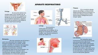 APARATO RESPIRATORIO
Faringe.
Se encuentra detrás de la
cavidad nasal y de la cavidad oral; se
conoce comúnmente como garganta. la
faringe es una vía de transporte común
para el sistema respiratorio y digestivo.
Su función es conducir el aire desde la
cavidad nasal hacia la laringe.
Laringe.
Se encuentra a
continuación de la faringe,
conectándola con la tráquea. En la
laringe se encuentran las cuerdas
vocales, cuya vibración produce el
sonido de nuestra voz.
Tráquea.
Es un conducto ubicado
delante del esófago y conduce el aire
desde la laringe hacia los bronquios. La
pared de la tráquea presenta anillos
semicirculares cartilaginosos que le
otorgan rigidez.
Bronquios.
Son dos conductos que se forman a
partir de la bifurcación de la tráquea. Cada
bronquio se dirige hacia un pulmón, donde
vuelven a dividirse en conductos más pequeños
llamados bronquios secundarios, los cuales
ingresan a los pulmones y continúan
ramificándose hasta formar los bronquiolos. Los
bronquiolos terminan en pequeños sacos
membranosos, llamados alvéolos. estructuras
especializadas en el intercambio gaseoso.
Los alvéolos
Son pequeños sacos
membranosos que al agruparse forman
estructuras denominadas sacos
alveolares. Cada alvéolo está formado
por una sola capa de células epiteliales
y rodeado de una red capilar que
proviene de la arteria y que drena hacia
la vena pulmonar. La región alveolar es
la zona del sistema respiratorio donde
ocurre el intercambio gaseoso.
 