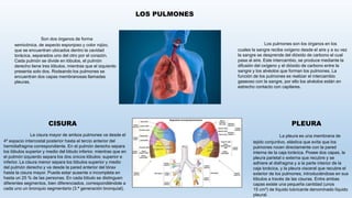 LOS PULMONES
Son dos órganos de forma
semicónica, de aspecto esponjoso y color rojizo,
que se encuentran ubicados dentro la cavidad
torácica, separados uno del otro por el corazón.
Cada pulmón se divide en lóbulos, el pulmón
derecho tiene tres lóbulos, mientras que el izquierdo
presenta solo dos. Rodeando los pulmones se
encuentran dos capas membranosas llamadas
pleuras.
Los pulmones son los órganos en los
cuales la sangre recibe oxígeno desde el aire y a su vez
la sangre se desprende del dióxido de carbono el cual
pasa al aire. Este intercambio, se produce mediante la
difusión del oxígeno y el dióxido de carbono entre la
sangre y los alvéolos que forman los pulmones. La
función de los pulmones es realizar el intercambio
gaseoso con la sangre, por ello los alvéolos están en
estrecho contacto con capilares.
La cisura mayor de ambos pulmones va desde el
4º espacio intercostal posterior hasta el tercio anterior del
hemidiafragma correspondiente. En el pulmón derecho separa
los lóbulos superior y medio del lóbulo inferior, mientras que en
el pulmón izquierdo separa los dos únicos lóbulos: superior e
inferior. La cisura menor separa los lóbulos superior y medio
del pulmón derecho y va desde la pared anterior del tórax
hasta la cisura mayor. Puede estar ausente o incompleta en
hasta un 25 % de las personas. En cada lóbulo se distinguen
diferentes segmentos, bien diferenciados, correspondiéndole a
cada uno un bronquio segmentario (3.ª generación bronquial).
CISURA
La pleura es una membrana de
tejido conjuntivo, elástica que evita que los
pulmones rocen directamente con la pared
interna de la caja torácica. Posee dos capas, la
pleura parietal o externa que recubre y se
adhiere al diafragma y a la parte interior de la
caja torácica, y la pleura visceral que recubre el
exterior de los pulmones, introduciéndose en sus
lóbulos a través de las cisuras. Entre ambas
capas existe una pequeña cantidad (unos
15 cm³) de líquido lubricante denominado líquido
pleural.
PLEURA
 