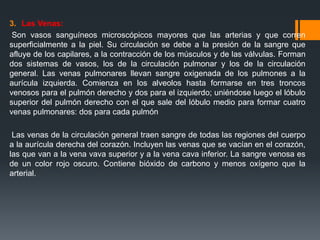 3. Las Venas:
Son vasos sanguíneos microscópicos mayores que las arterias y que corren
superficialmente a la piel. Su circulación se debe a la presión de la sangre que
afluye de los capilares, a la contracción de los músculos y de las válvulas. Forman
dos sistemas de vasos, los de la circulación pulmonar y los de la circulación
general. Las venas pulmonares llevan sangre oxigenada de los pulmones a la
aurícula izquierda. Comienza en los alveolos hasta formarse en tres troncos
venosos para el pulmón derecho y dos para el izquierdo; uniéndose luego el lóbulo
superior del pulmón derecho con el que sale del lóbulo medio para formar cuatro
venas pulmonares: dos para cada pulmón
Las venas de la circulación general traen sangre de todas las regiones del cuerpo
a la aurícula derecha del corazón. Incluyen las venas que se vacían en el corazón,
las que van a la vena vava superior y a la vena cava inferior. La sangre venosa es
de un color rojo oscuro. Contiene bióxido de carbono y menos oxígeno que la
arterial.
 