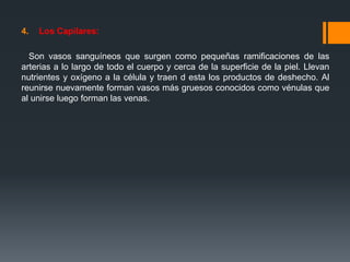 4. Los Capilares:
Son vasos sanguíneos que surgen como pequeñas ramificaciones de las
arterias a lo largo de todo el cuerpo y cerca de la superficie de la piel. Llevan
nutrientes y oxígeno a la célula y traen d esta los productos de deshecho. Al
reunirse nuevamente forman vasos más gruesos conocidos como vénulas que
al unirse luego forman las venas.
 