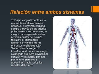 Relación entre ambos sistemas
Trabajan conjuntamente en lo
que se llama el intercambio
gaseoso, el corazón bombea
sangre a través de las arterias
pulmonares a los pulmones, la
sangre carboxigenada en los
alveolos dentro del pulmón
realizará el intercambio
gaseoso por medio de los
eritrocitos o glóbulos rojos
"llenándose de oxígeno"
transformándose así en sangre
oxigenada que será devuelta al
corazón y distribuida por este
por la aorta (torácica y
abdominal) hacia todos los
ramales del cuerpo.
 