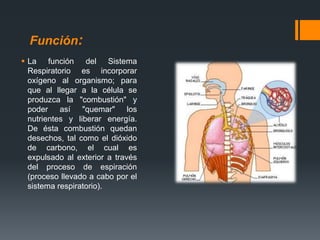 Función:
 La función del Sistema
Respiratorio es incorporar
oxígeno al organismo; para
que al llegar a la célula se
produzca la "combustión" y
poder así "quemar" los
nutrientes y liberar energía.
De ésta combustión quedan
desechos, tal como el dióxido
de carbono, el cual es
expulsado al exterior a través
del proceso de espiración
(proceso llevado a cabo por el
sistema respiratorio).
 