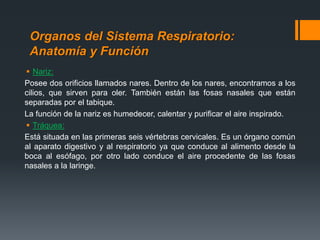 Organos del Sistema Respiratorio:
Anatomía y Función
 Nariz:
Posee dos orificios llamados nares. Dentro de los nares, encontramos a los
cilios, que sirven para oler. También están las fosas nasales que están
separadas por el tabique.
La función de la nariz es humedecer, calentar y purificar el aire inspirado.
 Tráquea:
Está situada en las primeras seis vértebras cervicales. Es un órgano común
al aparato digestivo y al respiratorio ya que conduce al alimento desde la
boca al esófago, por otro lado conduce el aire procedente de las fosas
nasales a la laringe.
 