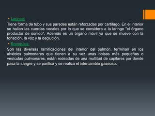  Laringe:
Tiene forma de tubo y sus paredes están reforzadas por cartílago. En el interior
se hallan las cuerdas vocales por lo que se considera a la laringe "el órgano
productor de sonido". Además es un órgano móvil ya que se mueve con la
fonación, la voz y la deglución.
 Bronquios:
Son las diversas ramificaciones del interior del pulmón, terminan en los
alvéolos pulmonares que tienen a su vez unas bolsas más pequeñas o
vesículas pulmonares, están rodeadas de una multitud de capilares por donde
pasa la sangre y se purifica y se realiza el intercambio gaseoso.
 