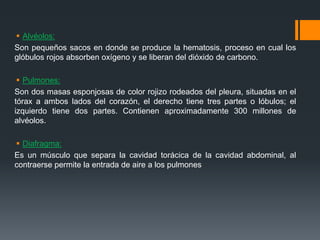  Alvéolos:
Son pequeños sacos en donde se produce la hematosis, proceso en cual los
glóbulos rojos absorben oxígeno y se liberan del dióxido de carbono.
 Pulmones:
Son dos masas esponjosas de color rojizo rodeados del pleura, situadas en el
tórax a ambos lados del corazón, el derecho tiene tres partes o lóbulos; el
izquierdo tiene dos partes. Contienen aproximadamente 300 millones de
alvéolos.
 Diafragma:
Es un músculo que separa la cavidad torácica de la cavidad abdominal, al
contraerse permite la entrada de aire a los pulmones
 