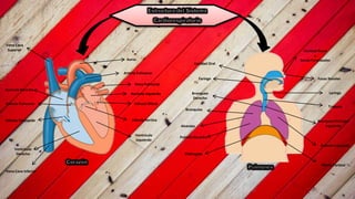 Cavidad Nasal
y
Senos Paranasales
Fosas Nasales
Laringe
Traquea
Bronqueo Principal
Izquierdo
Pulmón Izquierdo
Pleura Parietal
Cavidad Oral
Faringe
Bronqueo
Derecho
Bronquios
Alveolos
Pulmón Derecho
Diafragma
Aorta
Arteria Pulmonar
Vena Pulmonar
Vena Cava
Superior
Aurícula Derecha
Vena Cava Inferior
Válvula Tricúspide
Válvula Pulmonar
Ventrículo
Derecho
Ventrículo
Izquierdo
Válvula Aortica
Válvula Mitral
Aurícula Izquierda
 
