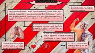El sistema Cardiorespiratorio es el
encargado de proveer y hacer llegar
hasta el musculo el oxigeno
necesario para su funcionamiento.
El riesgo para las enfermedades cardiovasculares
como la hipertensión, problemas de colesterol,
arritmia, infarto de miocardio y accidente
cerebrovascular se reduce cuando el sistema
Cardiorespiratorio es eficiente.
Ellos trabajan juntos para asegurarse
de que su cuerpo tiene el oxígeno que
necesita para sostenerse.
Un sistema Cardiorespiratorio
eficiente es necesario para una
buena salud y estado físico.
El sistema Cardiorespiratorio es importante para el
flujo de sangre por todo el cuerpo, que a su vez
propagación de oxígeno y nutrientes vitales para
todo el cuerpo Funcionar.
Trabajan conjuntamente en lo q se llame el intercambio gaseoso, el corazón bombea sangre
a través de las arterias pulmonares a los pulmones, la sangre carboxigenada en los alveolos
dentro del pulmón realizará el intercambio gaseoso por medio de los eritrocitos o glóbulos
rojos "llenándose de oxígeno" transformándose así en sangre oxigenada q será devuelta al
corazón y distribuida por este por la aorta (torácica y abdominal) hacia todos los ramales del
cuerpo.
 