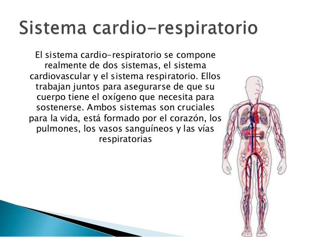 sistema cardio