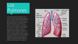 Los
Pulmones
Los pulmones son los órganos en los
cuales la sangre recibe oxígeno desde el
aire y a su vez la sangre se des...