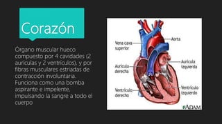 Corazón
Órgano muscular hueco
compuesto por 4 cavidades (2
aurículas y 2 ventrículos), y por
fibras musculares estriadas d...
