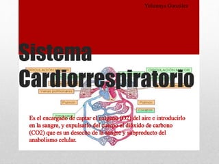 Sistema
Cardiorrespiratorio
Yeliannys González
 