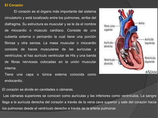 El ventrículo derecho lleva sangre a la arteria pulmonar y el izquierdo
hacia la aorta. La sangre retorna de los pulmones ...