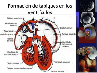 Formación de tabiques en los
ventrículos
 
