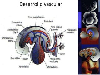 Desarrollo vascular
