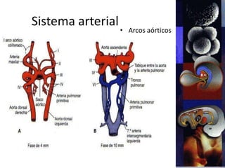 Sistema arterial
• Arcos aórticos
 