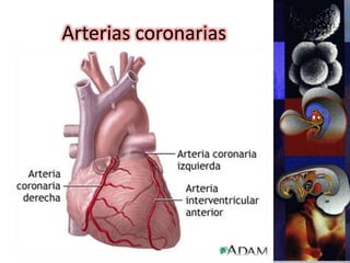 Arterias coronarias
 