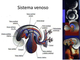 Sistema venoso
 