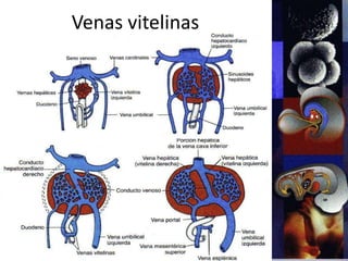 Venas vitelinas
 