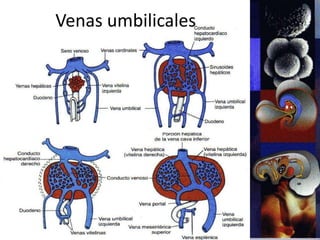 Venas umbilicales
 