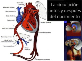 La circulación
antes y después
del nacimiento
 